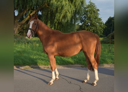 Oldenburger Springpferd, Stute, 4 Jahre, 170 cm, Fuchs