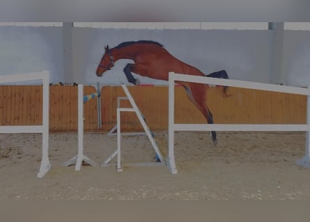 Oldenburger Springpferd, Stute, 4 Jahre, 172 cm, Rotbrauner