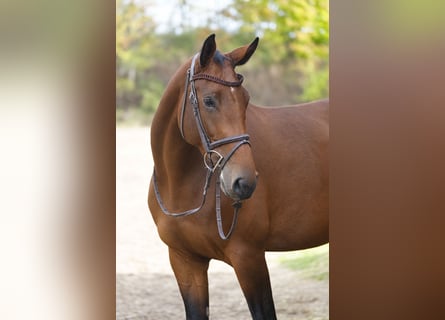 Oldenburger Springpferd, Stute, 4 Jahre, 174 cm, Brauner