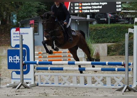Oldenburger Springpferd, Stute, 5 Jahre, 160 cm, Dunkelbrauner