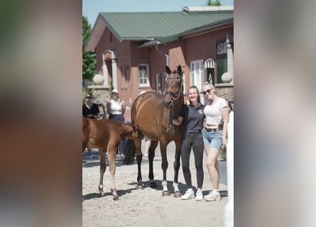 Oldenburger Springpferd, Stute, 5 Jahre, 162 cm, Dunkelbrauner