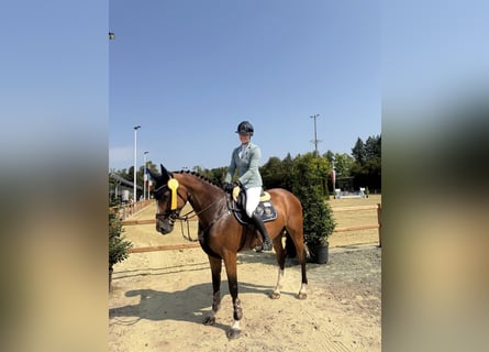 Oldenburger Springpferd, Stute, 5 Jahre, 163 cm, Brauner