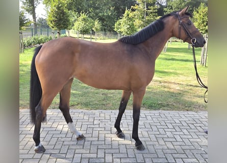 Oldenburger Springpferd, Stute, 5 Jahre, 163 cm, Brauner