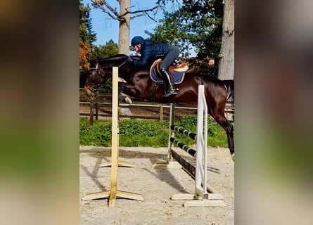 Oldenburger Springpferd, Stute, 5 Jahre, 163 cm, Dunkelbrauner