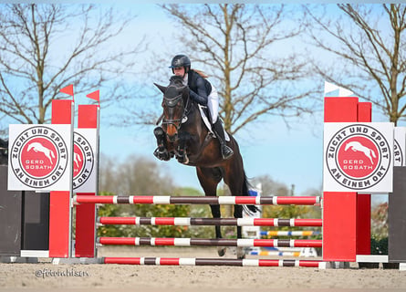 Oldenburger Springpferd, Stute, 5 Jahre, 164 cm, Dunkelbrauner