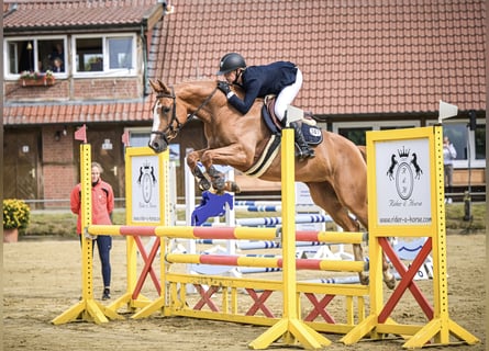 Oldenburger Springpferd, Stute, 5 Jahre, 164 cm, Fuchs