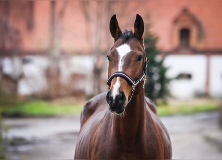 Oldenburger Springpferd, Stute, 5 Jahre, 164 cm, Rotbrauner