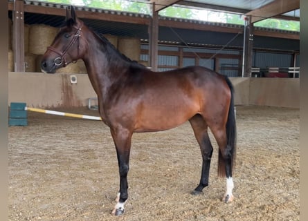 Oldenburger Springpferd, Stute, 5 Jahre, 165 cm, Brauner