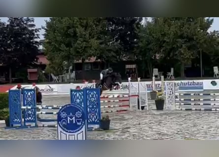 Oldenburger Springpferd, Stute, 5 Jahre, 166 cm