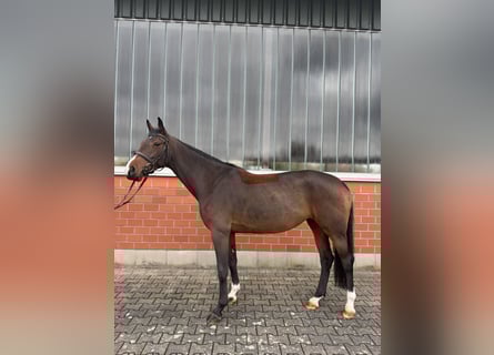 Oldenburger Springpferd, Stute, 5 Jahre, 167 cm, Brauner