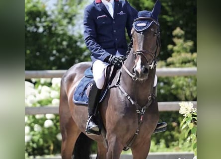 Oldenburger Springpferd, Stute, 5 Jahre, 168 cm, Dunkelbrauner