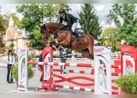 Oldenburger Springpferd, Stute, 5 Jahre, 168 cm, Rotbrauner