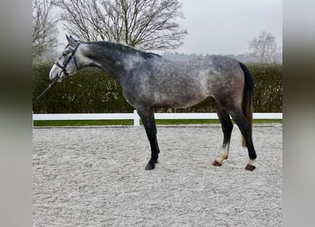 Oldenburger Springpferd, Stute, 5 Jahre, 168 cm, Schimmel