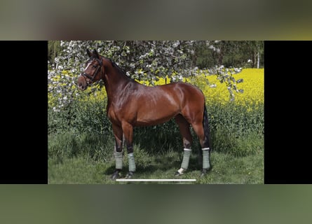 Oldenburger Springpferd, Stute, 5 Jahre, 169 cm, Brauner