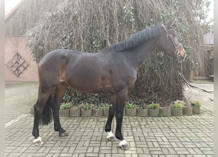 Oldenburger Springpferd, Stute, 5 Jahre, 169 cm, Dunkelbrauner