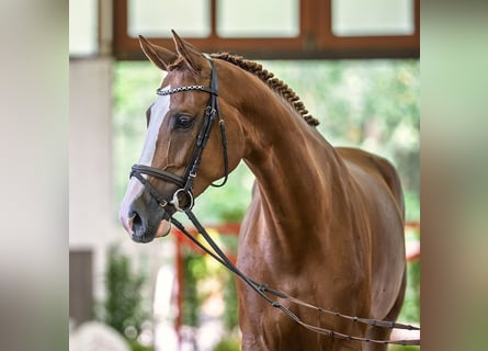 Oldenburger Springpferd, Stute, 5 Jahre, 169 cm, Dunkelfuchs