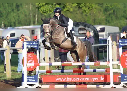 Oldenburger Springpferd, Stute, 5 Jahre, 169 cm, Schimmel