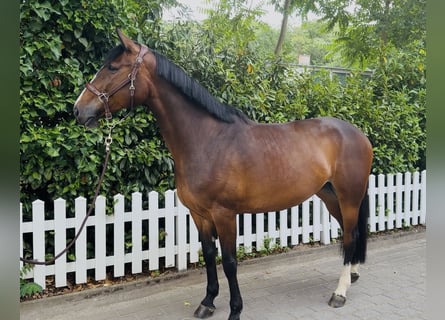 Oldenburger Springpferd, Stute, 5 Jahre, 170 cm, Brauner