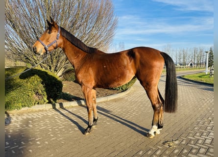 Oldenburger Springpferd, Stute, 5 Jahre, 170 cm, Brauner