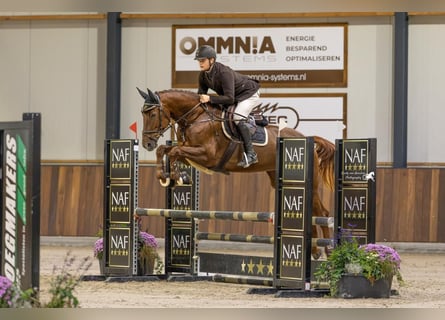 Oldenburger Springpferd, Stute, 5 Jahre, 170 cm, Dunkelfuchs