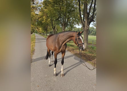 Oldenburger Springpferd, Stute, 5 Jahre, 173 cm, Brauner