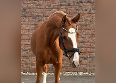 Oldenburger Springpferd, Stute, 5 Jahre, 173 cm, Fuchs
