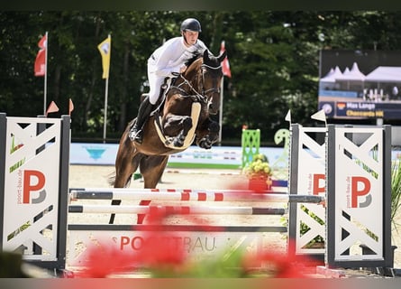 Oldenburger Springpferd, Stute, 5 Jahre, 175 cm, Brauner
