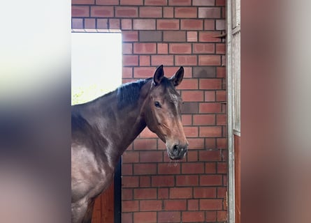 Oldenburger Springpferd, Stute, 5 Jahre, 175 cm, Dunkelbrauner