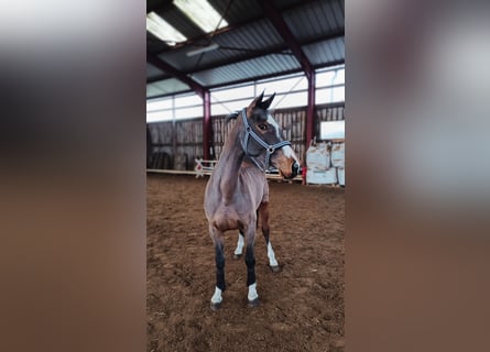 Oldenburger Springpferd, Stute, 5 Jahre, Brauner