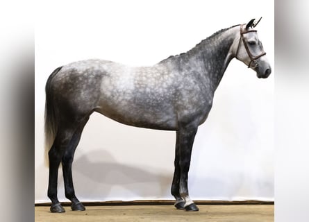 Oldenburger Springpferd, Stute, 6 Jahre, 161 cm, Schimmel