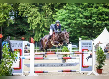 Oldenburger Springpferd, Stute, 6 Jahre, 163 cm, Schwarzbrauner