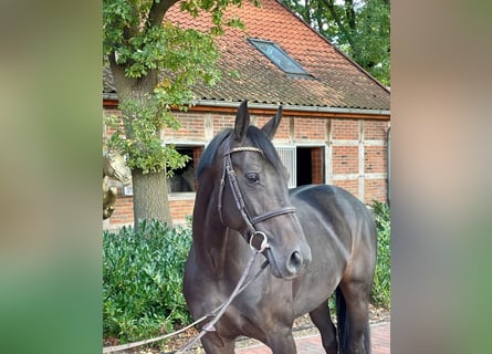 Oldenburger Springpferd, Stute, 6 Jahre, 165 cm, Dunkelbrauner