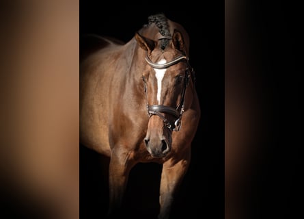 Oldenburger Springpferd, Stute, 6 Jahre, 167 cm, Brauner