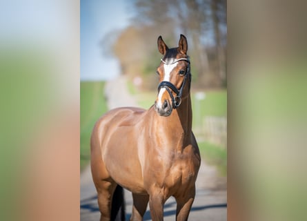Oldenburger Springpferd, Stute, 6 Jahre, 168 cm, Brauner