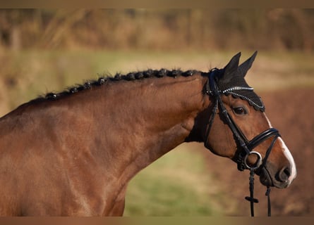 Oldenburger Springpferd, Stute, 6 Jahre, 169 cm, Brauner