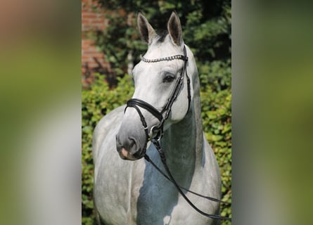 Oldenburger Springpferd, Stute, 6 Jahre, 170 cm, Schimmel