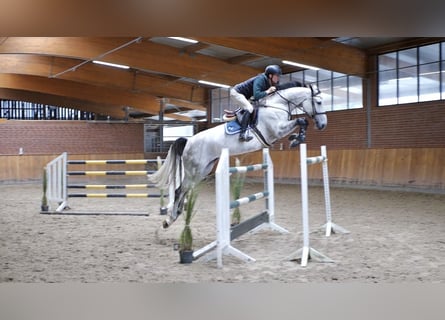 Oldenburger Springpferd, Stute, 6 Jahre, 170 cm, Schimmel