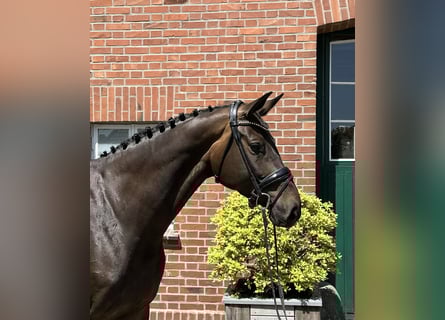 Oldenburger Springpferd, Stute, 6 Jahre, 171 cm, Schwarzbrauner