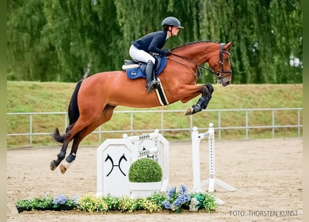 Oldenburger Springpferd, Stute, 6 Jahre, 174 cm, Brauner
