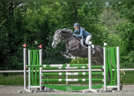 Oldenburger Springpferd, Stute, 6 Jahre, 175 cm, Schimmel
