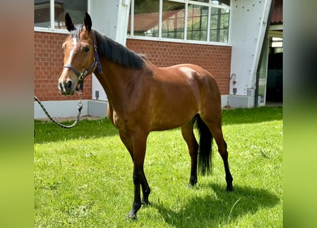 Oldenburger Springpferd, Stute, 6 Jahre, Brauner