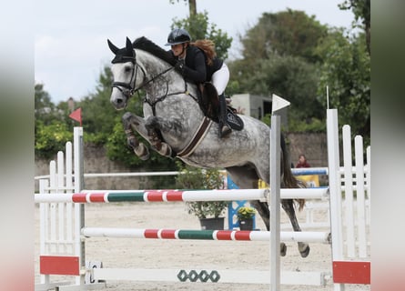 Oldenburger Springpferd, Stute, 7 Jahre, 163 cm, Schimmel