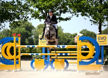 Oldenburger Springpferd, Stute, 7 Jahre, 168 cm, Apfelschimmel