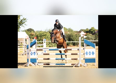 Oldenburger Springpferd, Stute, 7 Jahre, 168 cm, Brauner