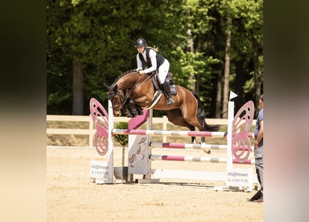 Oldenburger Springpferd, Stute, 7 Jahre, 168 cm, Brauner
