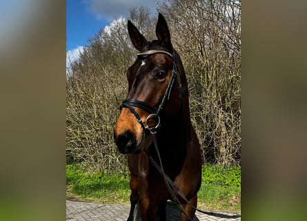 Oldenburger Springpferd, Stute, 7 Jahre, 168 cm, Dunkelbrauner