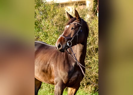 Oldenburger Springpferd, Stute, 7 Jahre, 168 cm, Dunkelbrauner