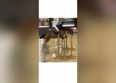 Oldenburger Springpferd, Stute, 7 Jahre, 170 cm, Brauner