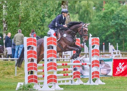 Oldenburger Springpferd, Stute, 7 Jahre, 172 cm, Dunkelbrauner