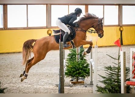 Oldenburger Springpferd, Stute, 8 Jahre, 163 cm, Fuchs